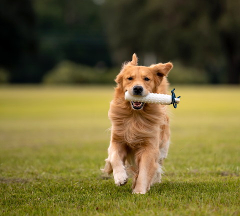 Golden retriever playing outdoor