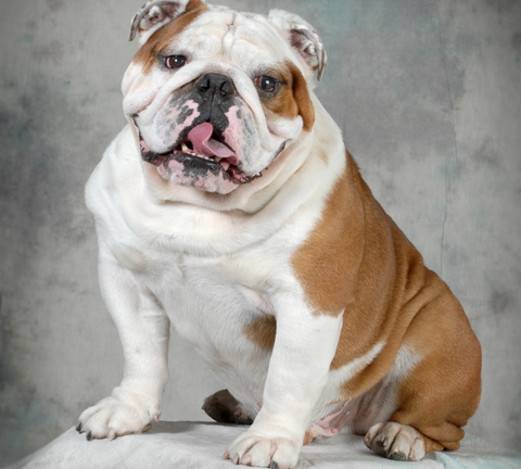 Cute bulldog portrait