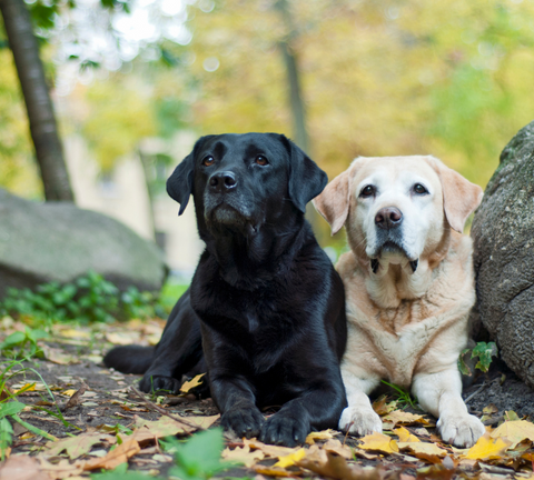 Two cute Labrador black and white