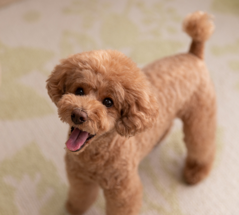 Cute smiling brown poodle