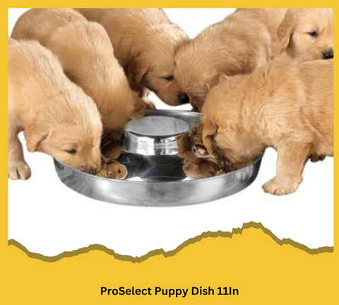 Puppy Dish 11In