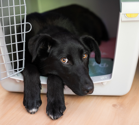 dog lying on a crate