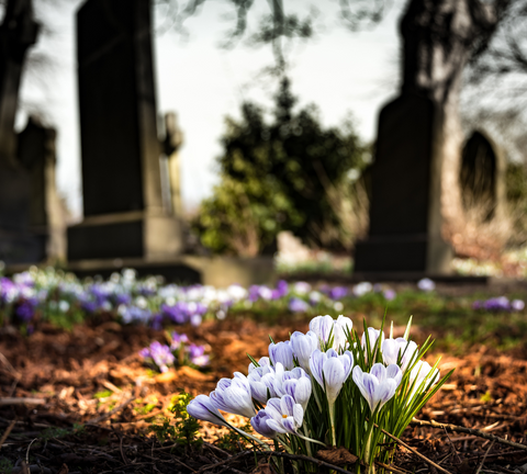 flower in cemetery 