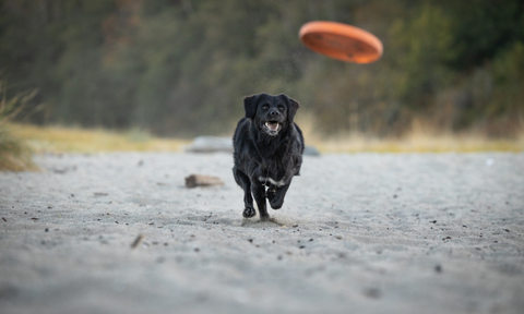 Dog running fetching frisbee 