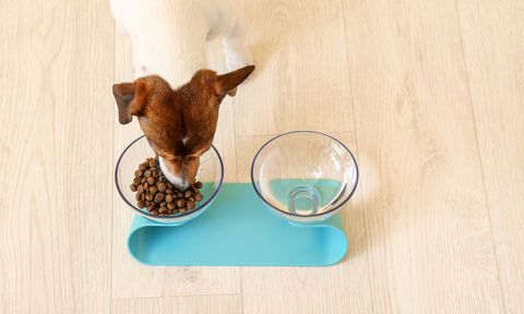 Dog eating on its dog bowl feeder