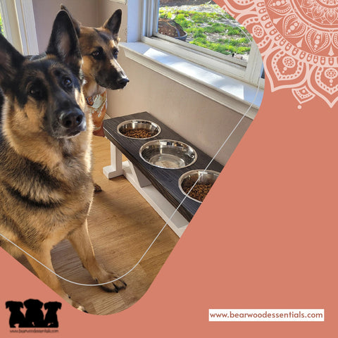 German Shepherd eating in dog elevated pet feeder