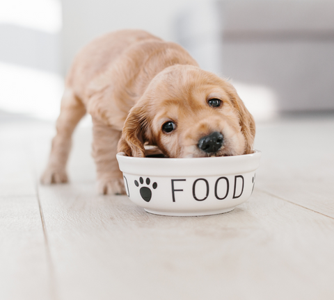 Cute dog eating in a bowl with the name food in it