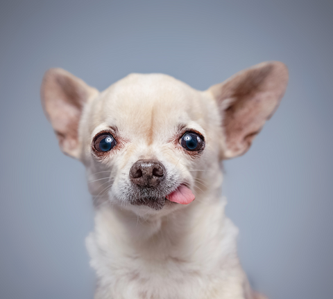 Cute white chihuahua with tongue our