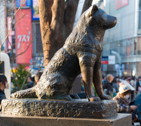 Hachiko Akita dog statue Japan