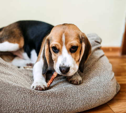 beagle puppy eating dog treats