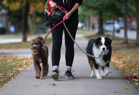 Toronto dog walker