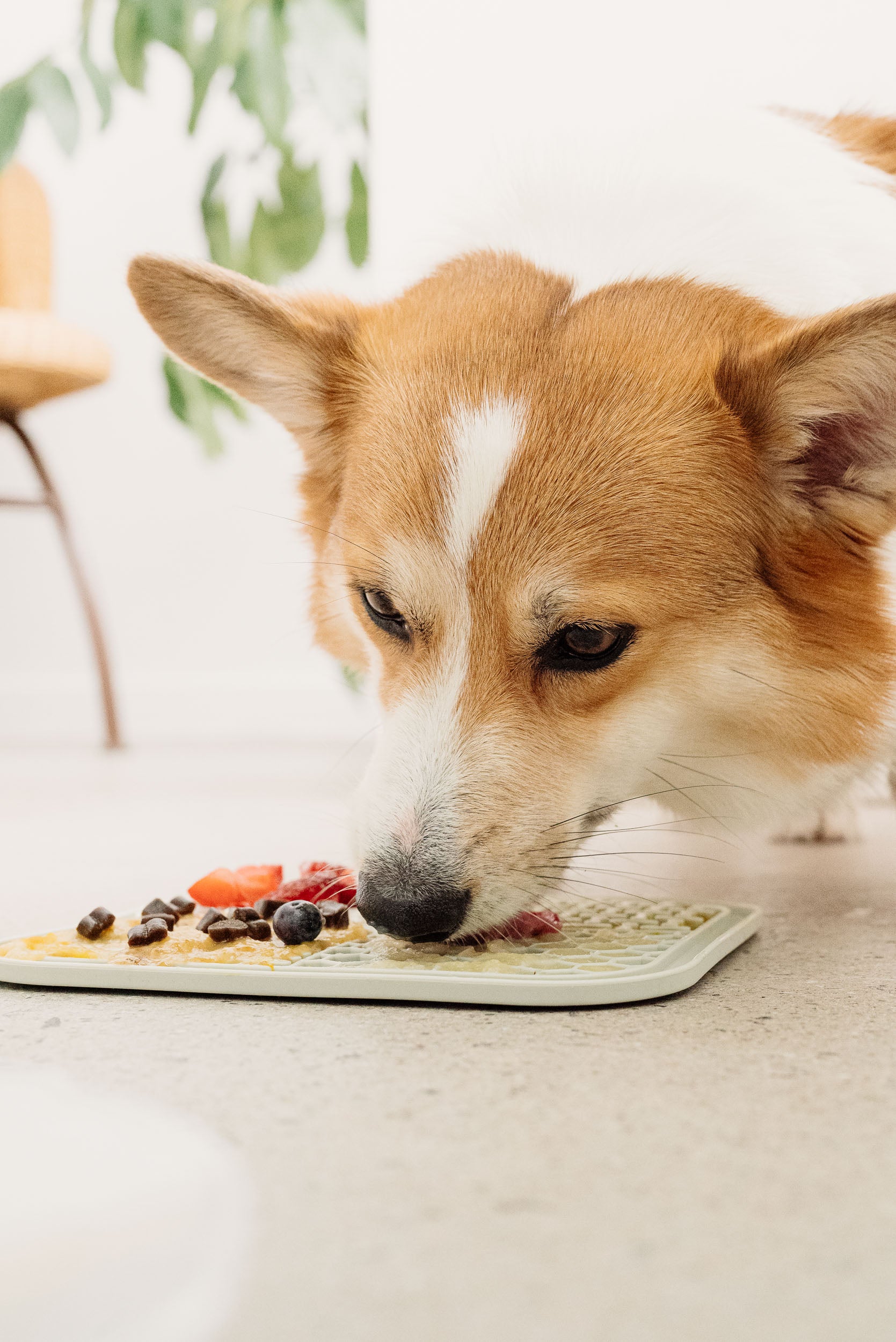 Adorable corgi enjoying his lick mat