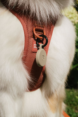 Dog Harness + ID close-up