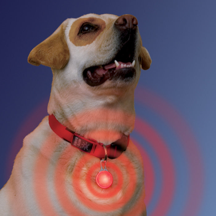 nite ize dog collar light