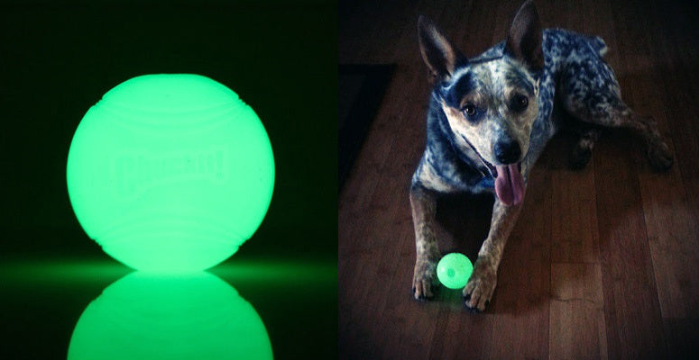 chuckit max glow ball