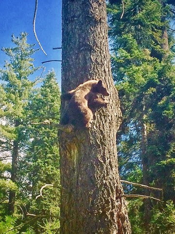 Bear climbing a cedar tree to flee from a barking dog