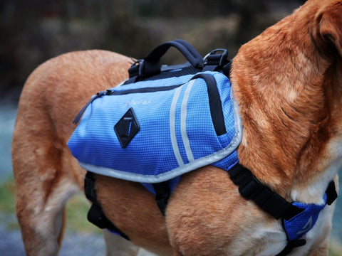 Lightweight blue dog backpack 