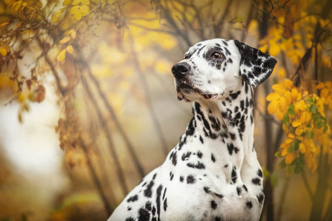 Dalmatian dog in autumn leaves