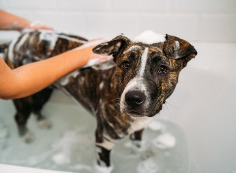 American Staffordshire Terrier Dog getting a bath