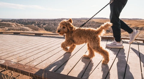 A Golden Doodle dog running during golden hour with its owner