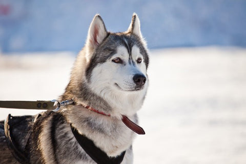 Husky eager to pull the sled