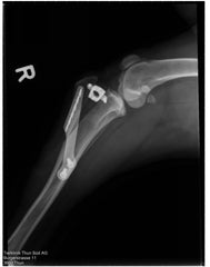 X-Ray of TTA Surgery for Ruptured CCL in Dog