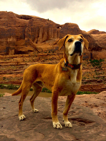 A handsome dog in the desert of Moab, Utah