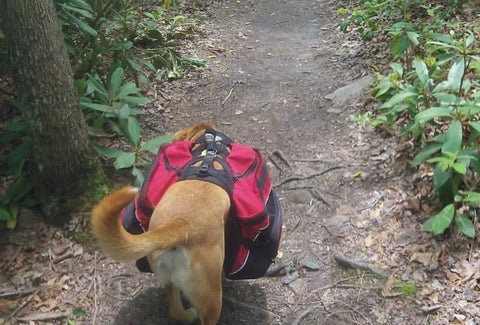 An under-packed large capacity dog backpack