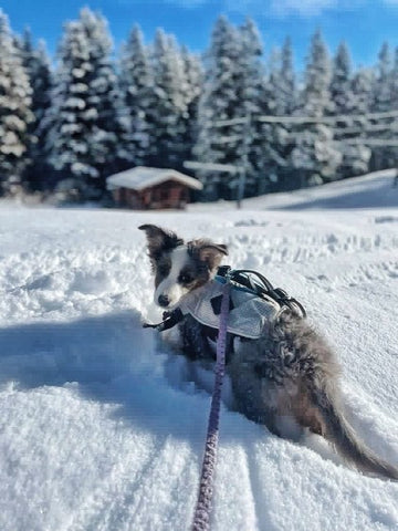 Border Collie puppy wearing a size small DOGPAK dog harness and backpack playing in the snow