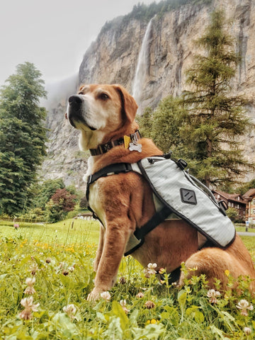 Dog poses in front of a waterfall wearing the DOGPAK Moab Lite dog backpack