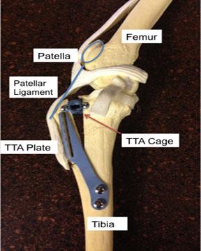 TTA Procedure (Photo from Dallas Veterinary Surgical Center)