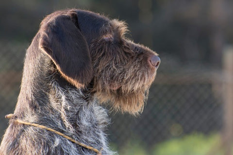 German Wire-haired Pointer dog