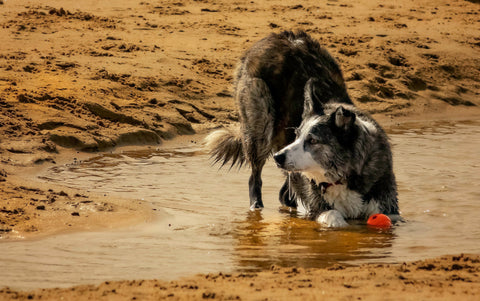 A happy dog playing in the mud and water.