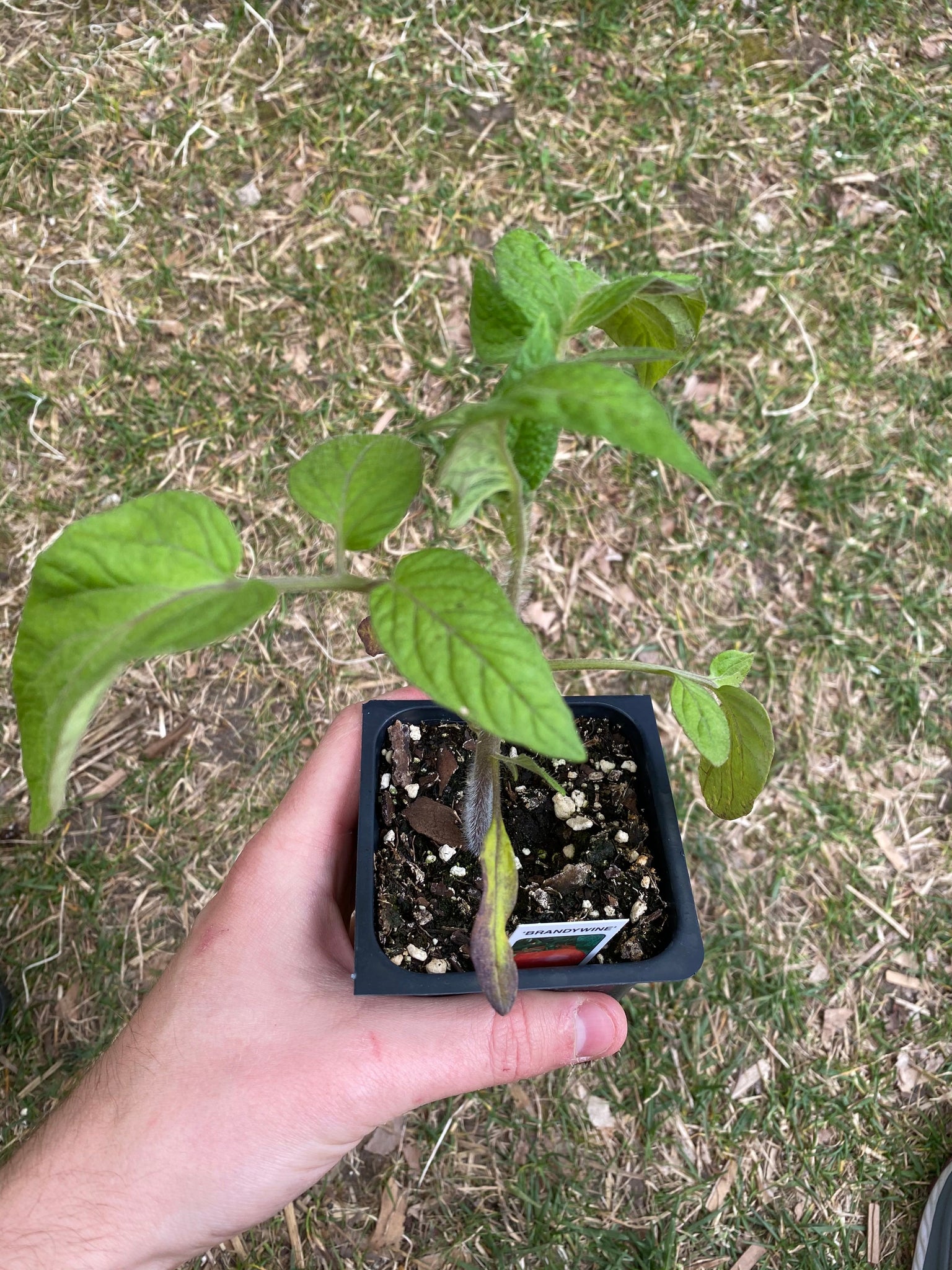 brandywine tomato plant