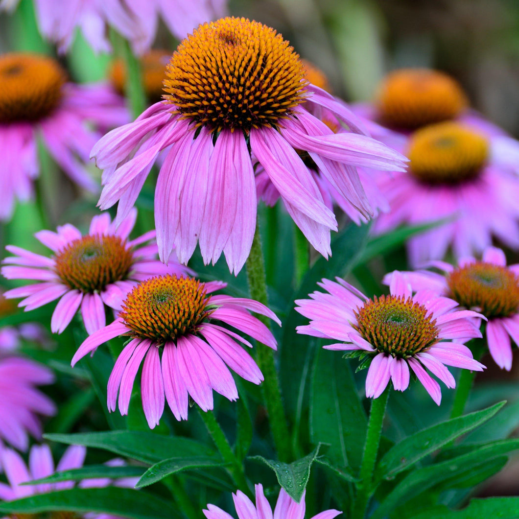 purple coneflower plants for sale