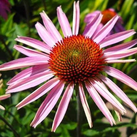 purple coneflower echinacea leaves