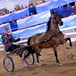 Van der Wiel introduces new training harness for hackney and Dutch harness  horses - Hoefnet nieuws over in- en outdoor menwedstrijde