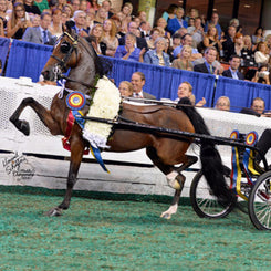 Van der Wiel introduces new training harness for hackney and Dutch harness  horses - Hoefnet nieuws over in- en outdoor menwedstrijde