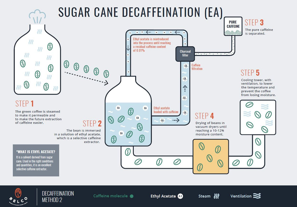 Het creëren van cafeïnevrije koffiebonen met het Sugarcane E.A. Process uitgelegd