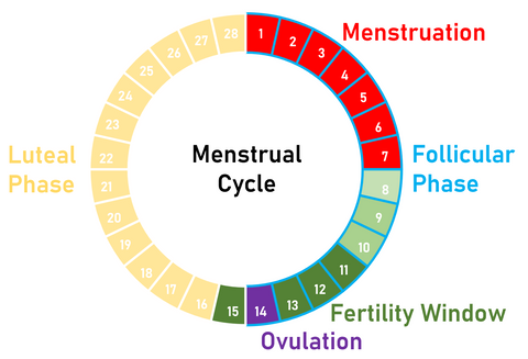 The menstrual cycle