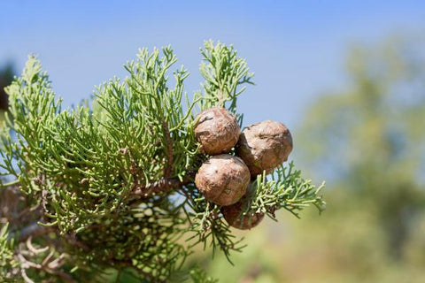 Blue Cypress