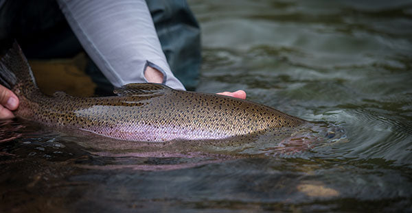 Rainbow trout