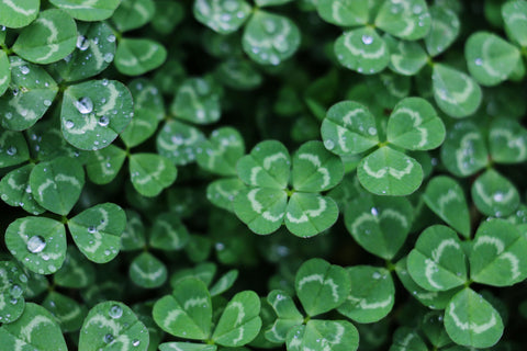 Search for four-leaf clovers. Take the kids on an adventure in search of lucky four-leaf clovers. They'll be endlessly entertained searching through a clover field to find the lucky ones, and it's a good way to get outside and get the imagination wandering.