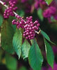 Beautyberry Fruit