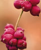 Coralberry Fruit