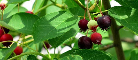 Service Berries on bush