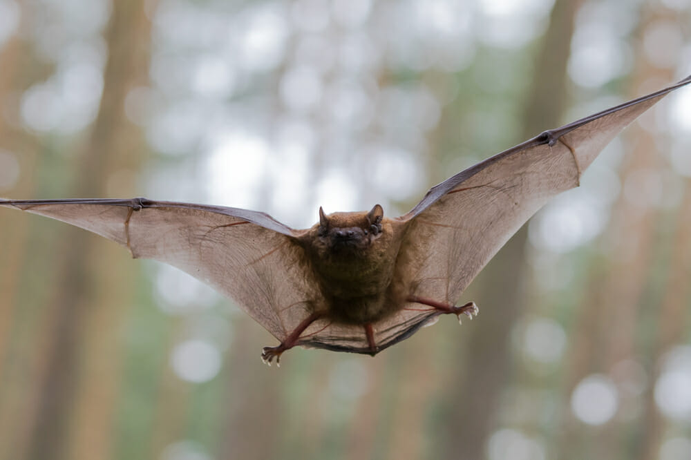 Bat flying through the woods