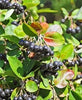 Chokeberry Fruit