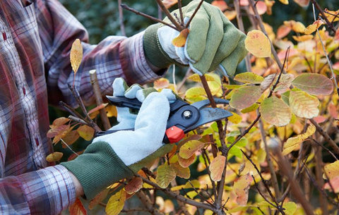 Tips for Fall Pruning