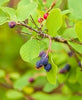 Serviceberry Fruit